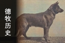 德牧历史